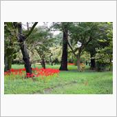彼岸花とアゲハチョウ2022