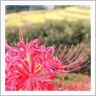 彼岸花ポタリング