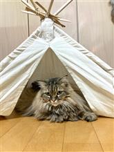 みーちゃんと戯れて