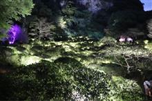 チームラボ かみさまがすまう森 御船山楽園