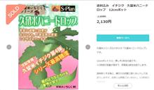 家庭果樹園　話題の極甘（糖度34％）イチジクを買った！