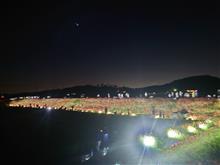 今夜だけ矢勝川の彼岸花ライトアップ