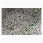 春菊の発芽