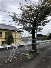 DIY剪定