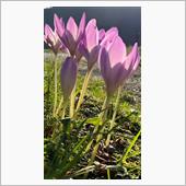 サフランの花言葉は…