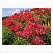 These Flowers