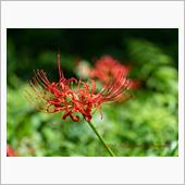 残念すぎた…曼珠沙華 / C ...