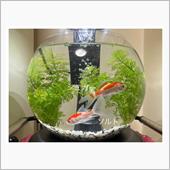 金魚妻！ 金魚が家にやって来た