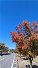 色づき始めた紅葉