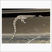 ヤモリ君が部屋の中に