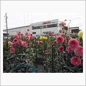 会社が育てたダリア園