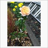 セレブリティー二というバラで ...
