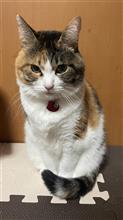 最近、涙もろくなりました。