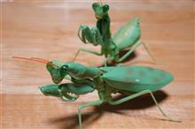ハラビロカマキリ