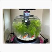 金魚妻②！ 深夜の水交換