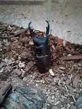 コクワガタ