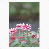 カメラ便り（早起きの成果）