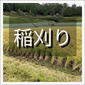 ～稲刈り～