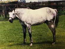 ある競馬ファン ある競馬ファン