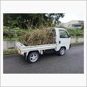 庭の樹木剪定