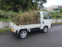 庭の樹木剪定