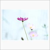 雑写真 Vol.31　～ 僕 ...