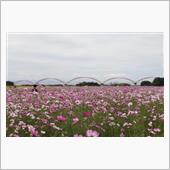 秋桜～コスモス