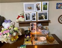 愛犬くぅたの永眠から1週間と、みん友さん達への感謝。 愛犬くぅたの永眠から1週間と、みん友さん達への感謝。