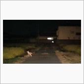 初めての場所、きつね出没地点。
