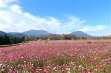 2022/10/16　生駒高原コスモス園～小林陰陽石