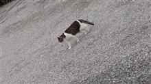 昨日見つけた猫