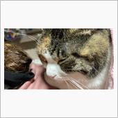 もかちゃん、かみさんの上で寝 ...