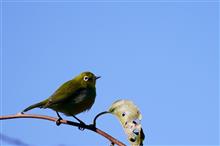 今日の鳥撮り