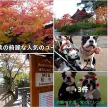 飛騨の里・民俗村そぞろ歩き 癒しの空間・鎮守の森　❢