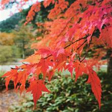 秋の上高地🍁