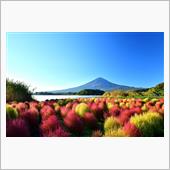 河口湖大石公園のコキアと富士山