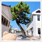 風情を感じてしばらくうろうろ ...