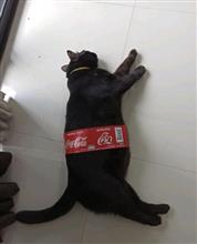 にゃ･･･にゃーめん