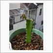 ドラゴンフルーツの芽が、すっかりサボテンに🌵