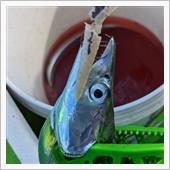 ミナミ釣船でタチウオ狙い