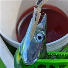 ミナミ釣船でタチウオ狙い