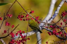 鳥撮り