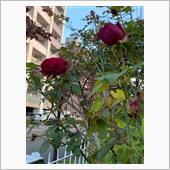 秋のバラが🌹咲きました😃