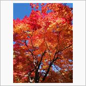 その紅葉情報？当てになります ...