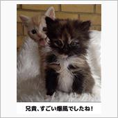 ジムニーさん再び。。ダイエッ ...