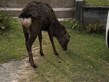 今日の鹿さん🦌