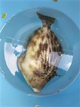 今日のカワハギ釣りは？