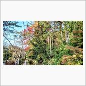 少し色づいてきました🍁