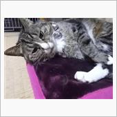 カレラ君修理、午後の部