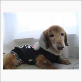 愛犬”ショコラ”が19歳に！